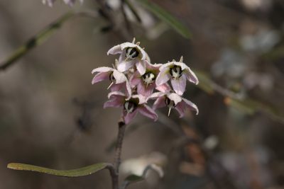 Lasiopetalum behrii, photographed by Kym Nicolson