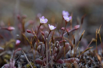 Calandrinia eremaea, photographed by Kym Nicolson