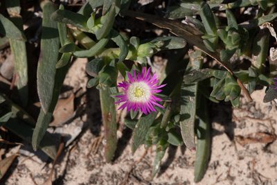 Carpobrotus modestus, photographed by Kym Nicolson