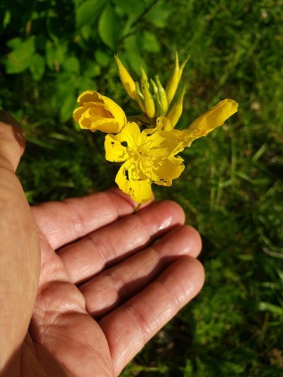 Oenothera tetragona, photographed by Mark Richman