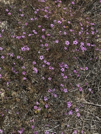 Gilia ochroleuca, photographed by Adam J. Searcy