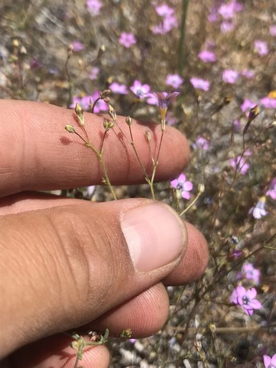 Gilia ochroleuca, photographed by Adam J. Searcy