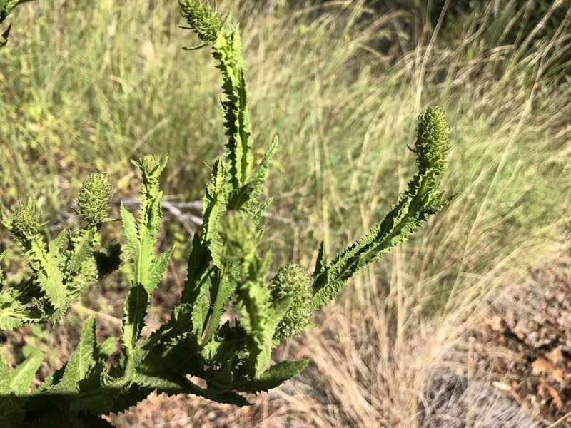 Pterocaulon serrulatum, photographed by elawrey