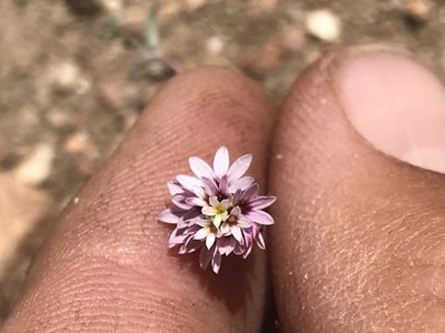 Lessingia tenuis, photographed by Adam J. Searcy