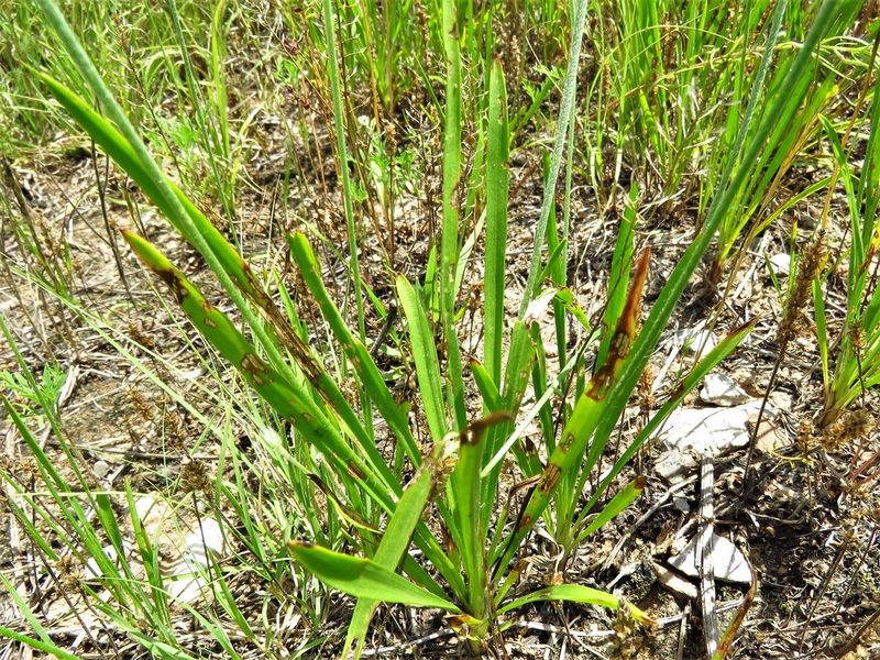 Plantago wrightiana, photographed by Annika Lindqvist