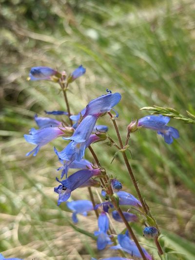 Penstemon radicosus, photographed by Alaina Krakowiak