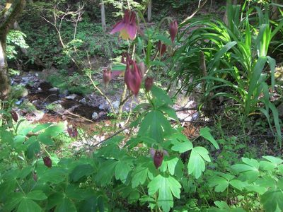 Aquilegia oxysepala, photographed by Marco Mussita