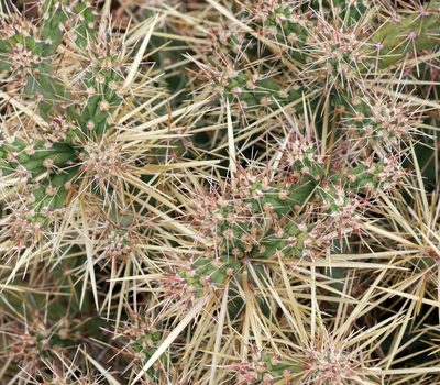 Cylindropuntia davisii, photographed by Catherine C. Galley