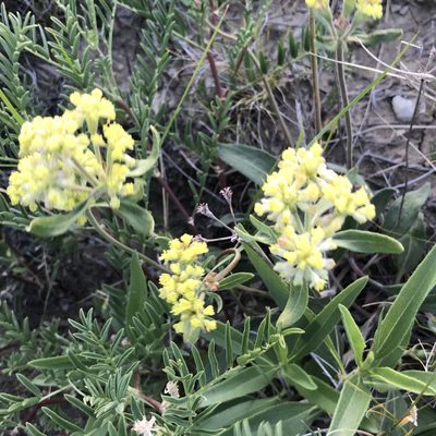 Eriogonum flavum, photographed by stenarmer52