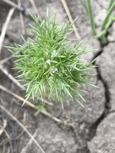 Navarretia saximontana, photographed by stenarmer52