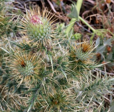 Cirsium ochrocentrum, photographed by Catherine C. Galley