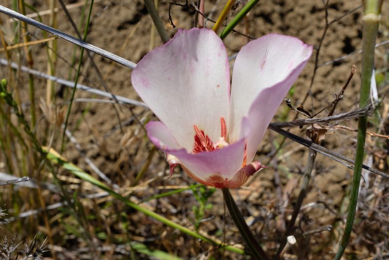 Calochortus simulans, photographed by paulexcoff