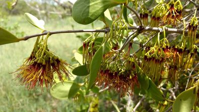 Amyema mackayensis, photographed by coenobita