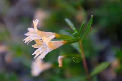 Diplacus linearis, photographed by paulexcoff