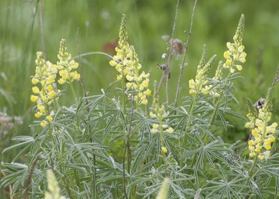 Lupinus sulphureus, photographed by RJ Baltierra