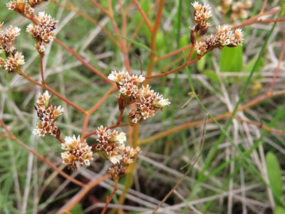 Limonium australe, photographed by coenobita