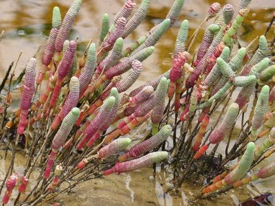 Tecticornia australasica, photographed by coenobita
