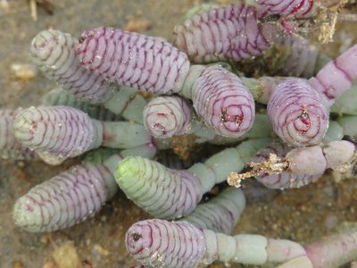 Tecticornia australasica, photographed by coenobita