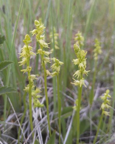 Herminium monorchis, photographed by Юлия