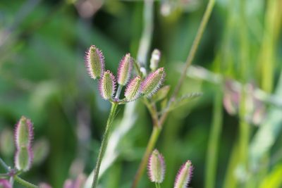 Torilis scabra, photographed by harum.koh