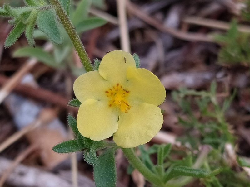 Verbascum orientale, photographed by viridian