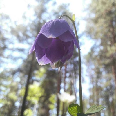 Aquilegia glandulosa, photographed by Юлия