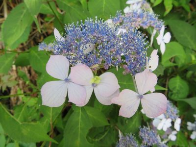Hydrangea serrata, photographed by Marco Mussita