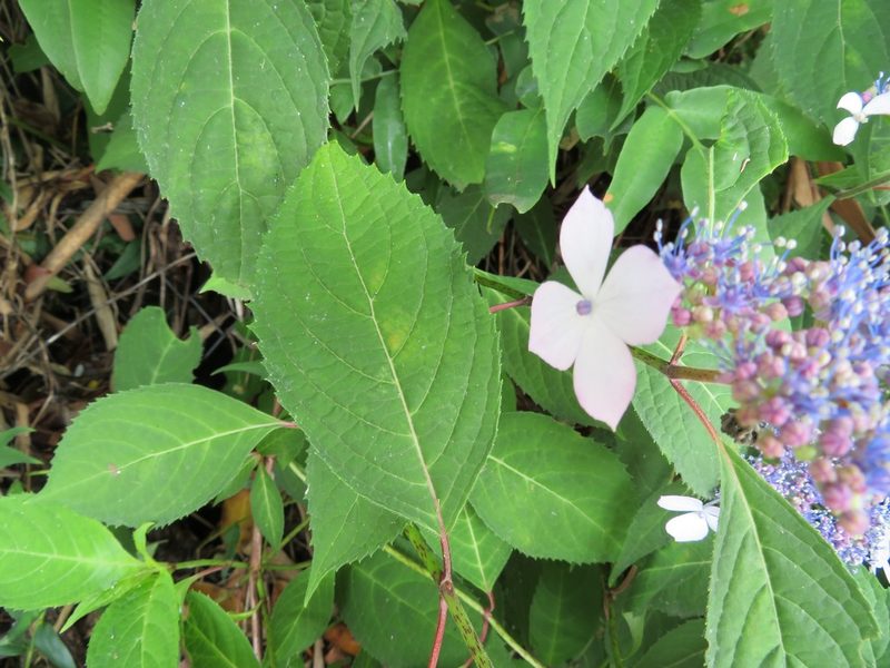 Hydrangea serrata, photographed by Marco Mussita
