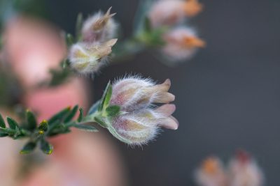 Amphithalea tomentosa, photographed by magriet b