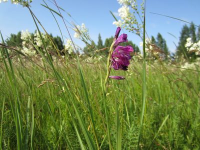 Gladiolus tenuis, photographed by Aleksei Baushev