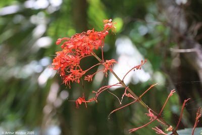 Clerodendrum speciosissimum, photographed by Arthur Windsor