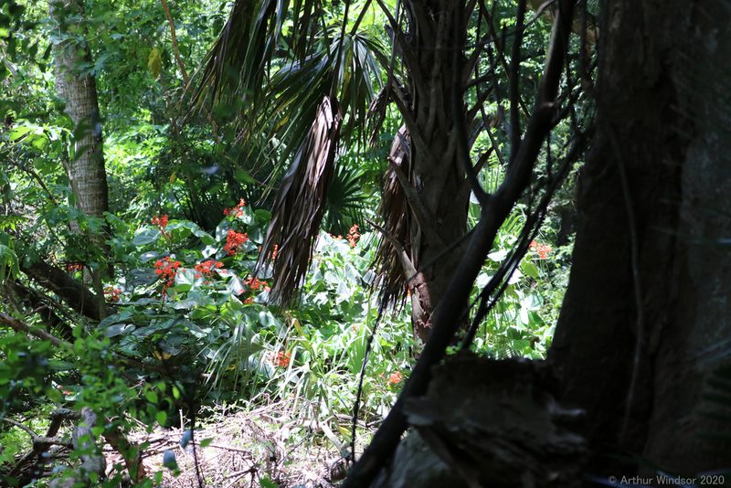 Clerodendrum speciosissimum, photographed by Arthur Windsor