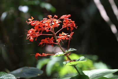 Clerodendrum speciosissimum, photographed by Arthur Windsor