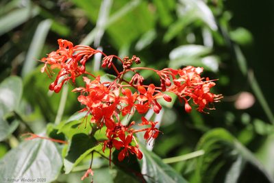 Clerodendrum speciosissimum, photographed by Arthur Windsor