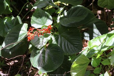 Clerodendrum speciosissimum, photographed by Arthur Windsor