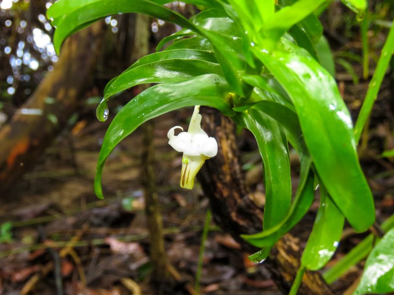 Dendrobium ellipsophyllum, photographed by Gerard Chartier
