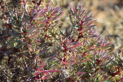 Sclerolaena longicuspis, photographed by Richard Fuller