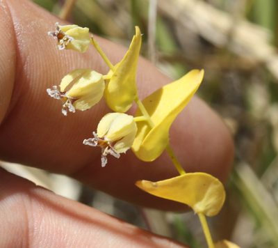 Streptanthus anomalus, photographed by Scott Loarie