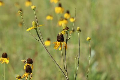 Rudbeckia texana, photographed by Rich Sommer