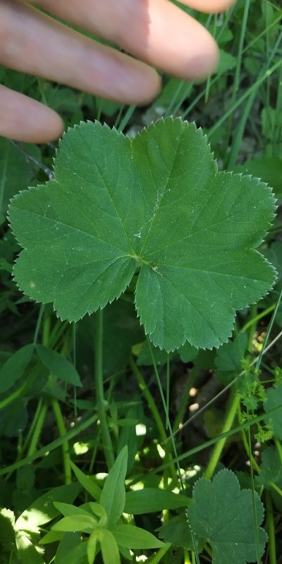 Alchemilla lindbergiana, photographed by Yurii Basov