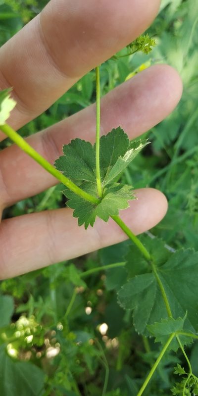 Alchemilla lindbergiana, photographed by Yurii Basov
