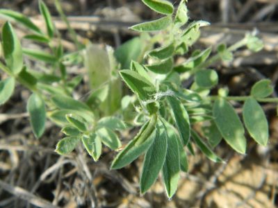 Astragalus lotiflorus, photographed by stenarmer52