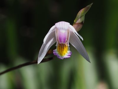 Bletilla formosana, photographed by 葉子