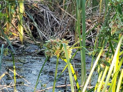 Cyperus virens, photographed by Tyler Bishop