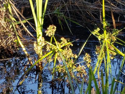 Cyperus virens, photographed by Tyler Bishop