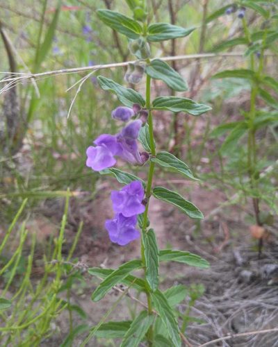 Scutellaria scordiifolia, photographed by Юлия