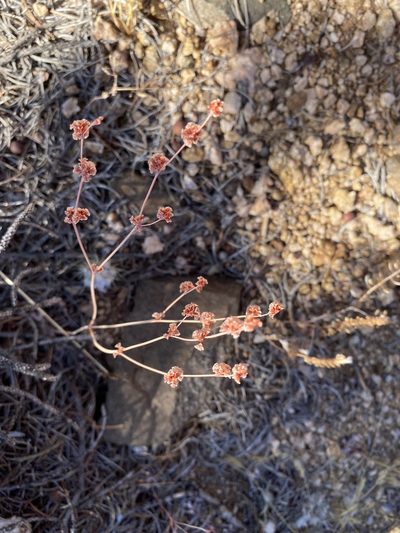 Eriogonum davidsonii, photographed by Matt Berger