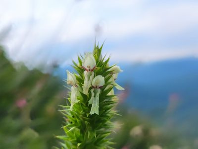 Stachys atherocalyx, photographed by Наталья Пикалова