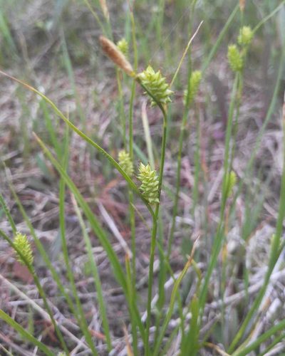 Carex diluta, photographed by Юлия