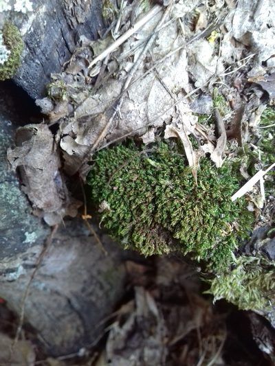 Rosulabryum moravicum, photographed by Zoltán Nagy